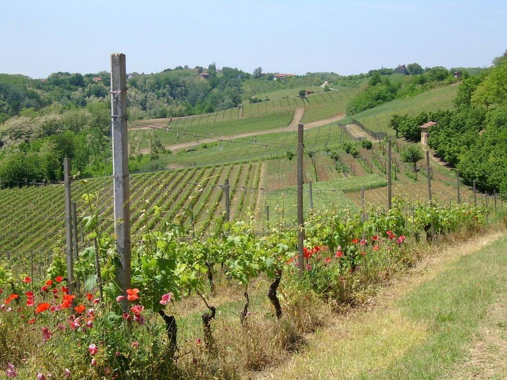 فيلا Cascina Rollone Rocchetta Tanaro المظهر الخارجي الصورة